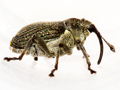 Ceutorhynchus obstrictus